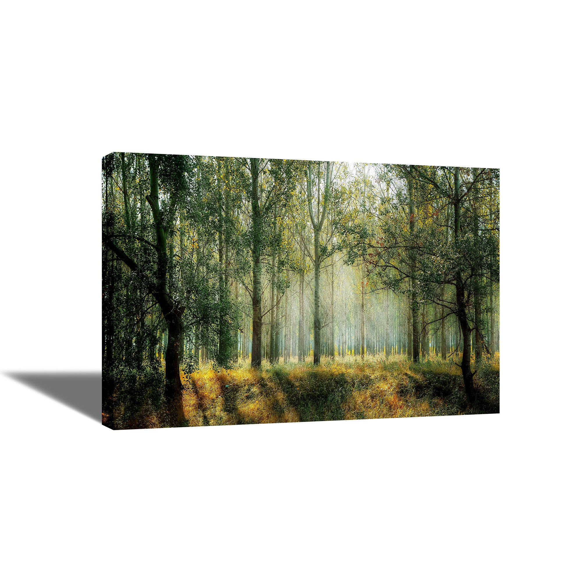 Beautiful Forest - Canvas Painting - Framed