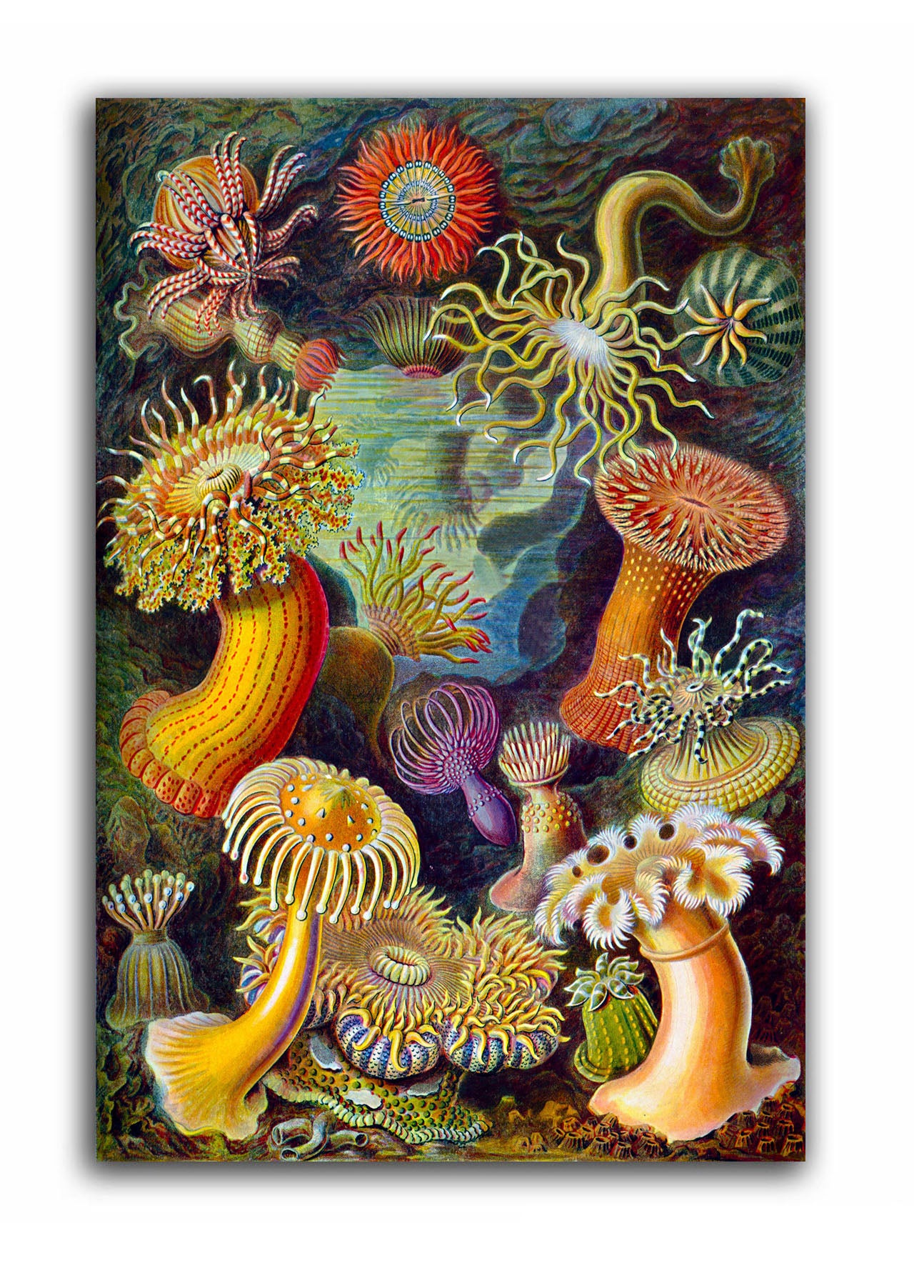 Mushroom Garden - Unframed Canvas Painting