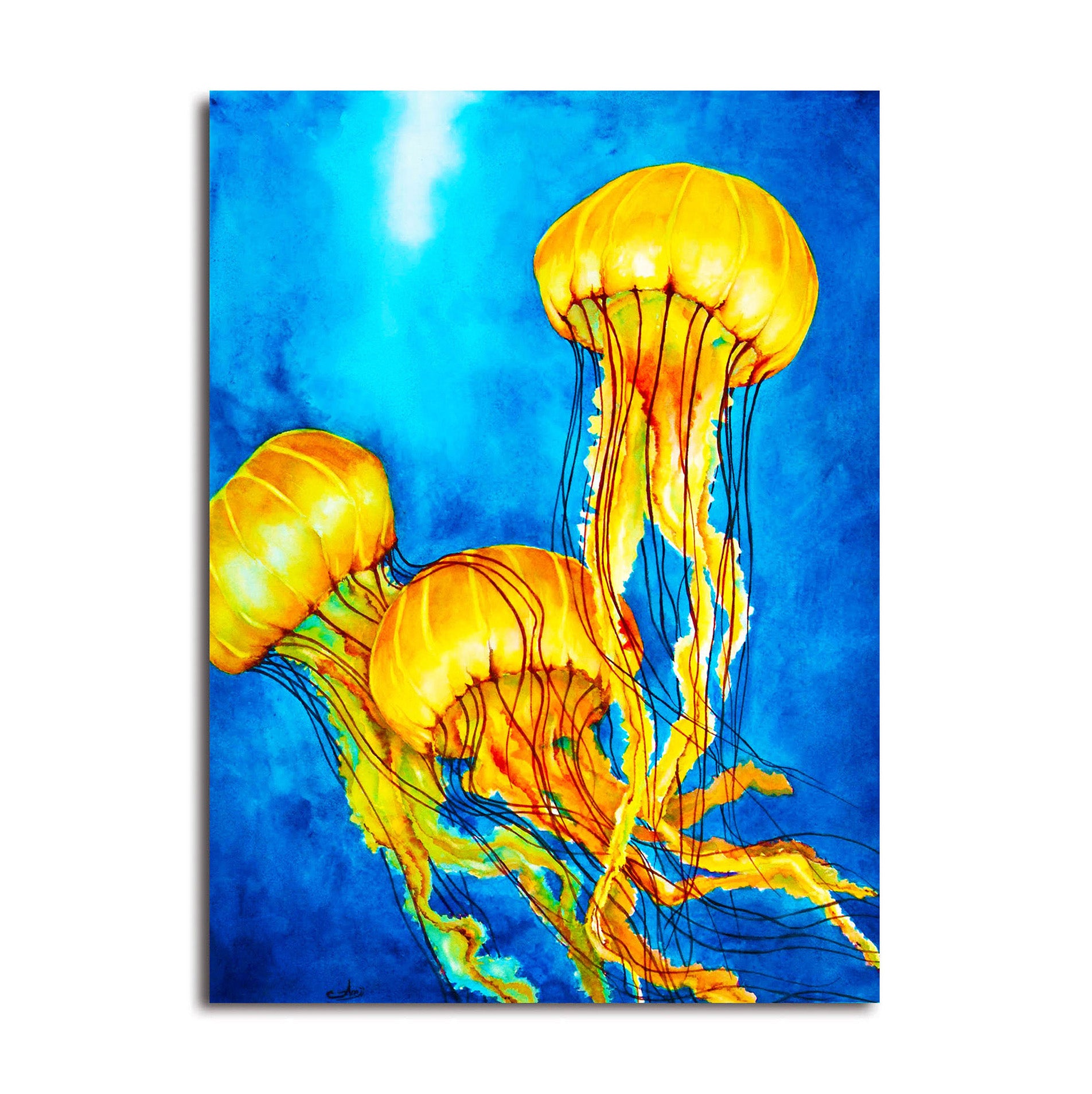Beautiful Jellyfishes