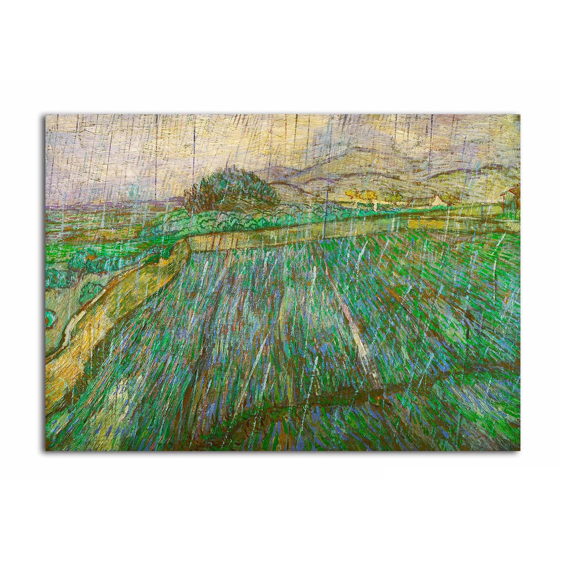 Enclosed Wheat Field in the Rain